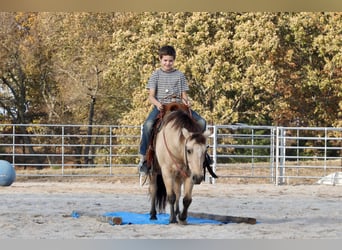 Quarter Pony, Castrone, 9 Anni, 132 cm, Pelle di daino