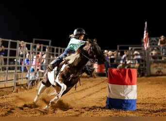 Quarter Pony, Castrone, 9 Anni, 135 cm, Pezzato