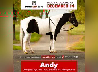 Quarter Pony, Castrone, 9 Anni, 135 cm, Pezzato