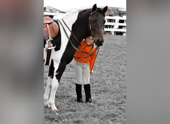 Quarter Pony, Castrone, 9 Anni, 135 cm, Pezzato