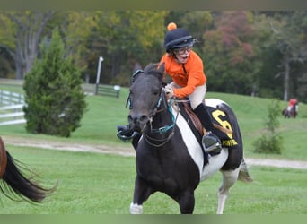 Quarter Pony, Castrone, 9 Anni, 135 cm, Pezzato