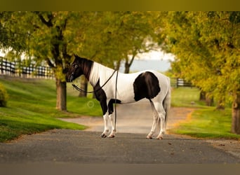 Quarter Pony, Castrone, 9 Anni, 135 cm, Pezzato