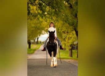 Quarter Pony, Castrone, 9 Anni, 135 cm, Pezzato
