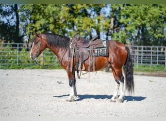 Quarter Pony, Castrone, 9 Anni, 137 cm, Baio ciliegia