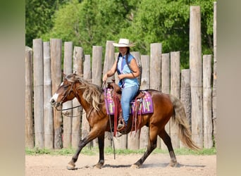 Quarter Pony, Castrone, 9 Anni, 142 cm, Baio ciliegia