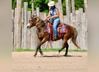 Quarter Pony, Castrone, 9 Anni, 142 cm, Baio ciliegia