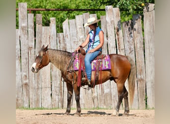 Quarter Pony, Castrone, 9 Anni, 142 cm, Baio ciliegia