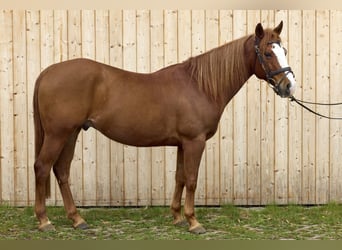 Quarter Pony, Castrone, 9 Anni, 145 cm, Sauro