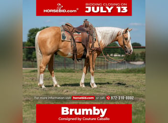 Quarter Pony, Castrone, 9 Anni, Palomino