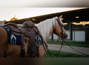 Quarter Pony, Castrone, 9 Anni, Palomino