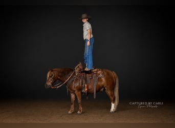 Quarter Pony, Castrone, 9 Anni