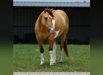 Quarter Pony, Castrone, 9 Anni, Pezzato