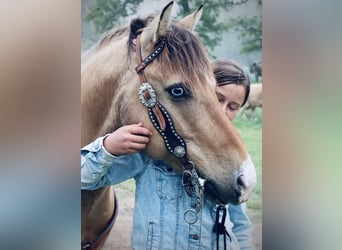 Quarter Pony, Castrone, 9 Anni, Pezzato
