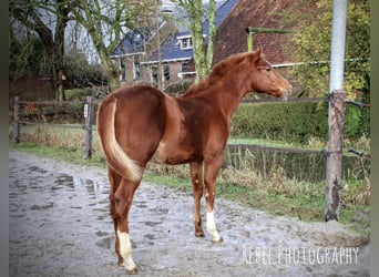 Quarter pony, Étalon, 1 Année, 135 cm, Alezan cuivré
