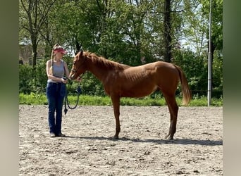 Quarter pony, Étalon, 1 Année, 141 cm, Alezan cuivré