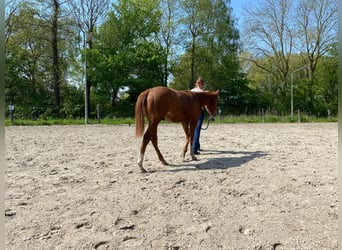 Quarter pony, Étalon, 1 Année, 141 cm, Alezan cuivré