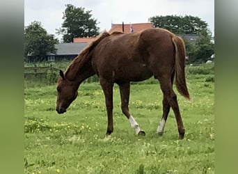 Quarter pony, Étalon, 1 Année, 145 cm, Alezan cuivré