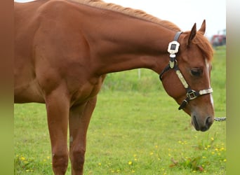 Quarter pony, Étalon, 1 Année, 145 cm, Alezan cuivré