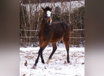 Quarter pony, Étalon, 1 Année, 148 cm, Overo-toutes couleurs