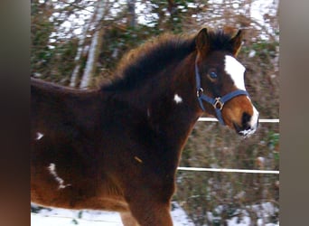 Quarter pony, Étalon, 1 Année, 148 cm, Overo-toutes couleurs