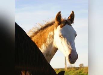 Quarter pony, Étalon, 1 Année, 148 cm, Overo-toutes couleurs