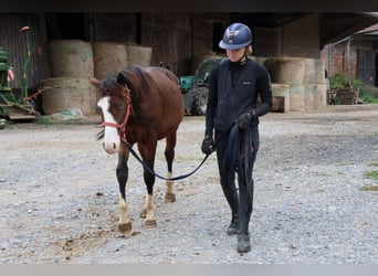 Quarter pony Croisé, Étalon, 1 Année, 150 cm, Bai