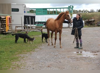 Quarter pony Croisé, Étalon, 1 Année, 157 cm, Alezan