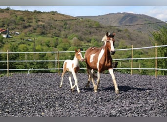 Quarter pony Croisé, Étalon, 2 Ans, 140 cm, Pinto