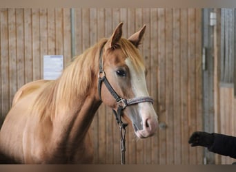 Quarter pony Croisé, Étalon, 2 Ans, 157 cm, Alezan