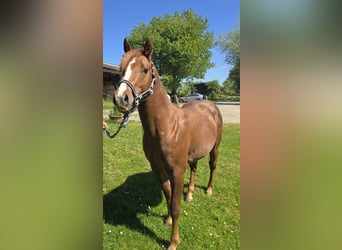 Quarter pony, Étalon, 3 Ans, 137 cm, Alezan brûlé