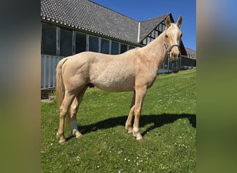 Quarter pony, Étalon, 3 Ans, 147 cm, Buckskin