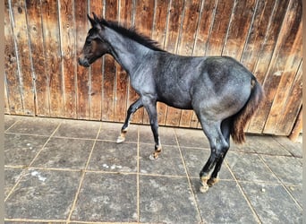 Quarter pony, Étalon, Poulain (04/2025), 145 cm, Rouan bleu