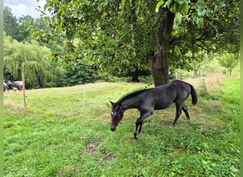 Quarter pony, Étalon, Poulain (04/2025), 145 cm, Rouan bleu