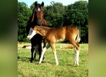 Quarter pony, Étalon, Poulain (06/2023), 148 cm, Overo-toutes couleurs