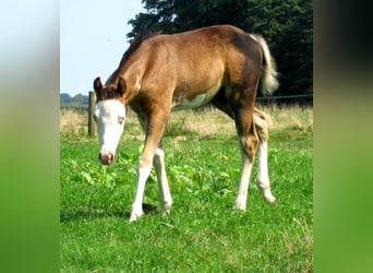Quarter pony, Étalon, Poulain (06/2023), 148 cm, Overo-toutes couleurs