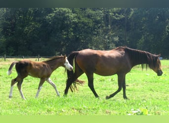 Quarter pony, Étalon, Poulain (06/2023), 148 cm, Overo-toutes couleurs