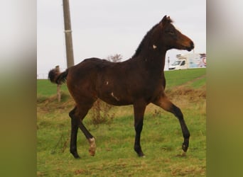 Quarter pony, Étalon, Poulain (06/2025), 148 cm, Overo-toutes couleurs