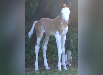 Quarter pony, Étalon, Poulain (07/2026), 148 cm, Overo-toutes couleurs