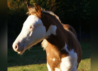 Quarter pony, Étalon, Poulain (07/2026), 148 cm, Overo-toutes couleurs