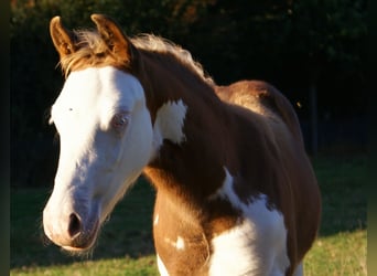Quarter pony, Étalon, Poulain (07/2026), 148 cm, Overo-toutes couleurs