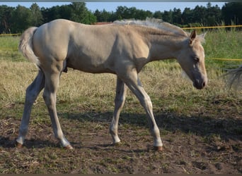 Quarter pony, Étalon, Poulain (05/2024), 150 cm, Champagne