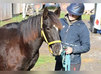 Quarter pony Croisé, Étalon, Poulain (01/2025), 150 cm, Noir