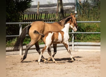 Quarter pony, Étalon, Poulain (06/2024), 154 cm, Overo-toutes couleurs