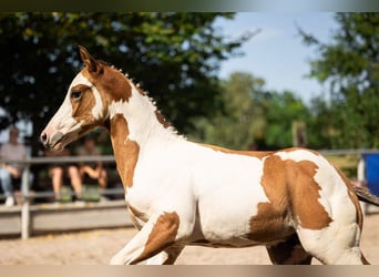 Quarter pony, Étalon, Poulain (06/2024), 154 cm, Overo-toutes couleurs