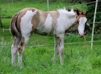 Quarter pony, Étalon, Poulain (06/2024), 154 cm, Overo-toutes couleurs