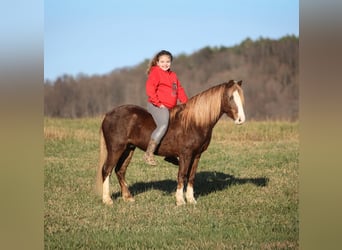 Quarter Pony, Gelding, 10 years, 12 hh, Roan-Red