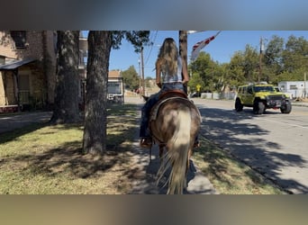 Quarter Pony, Gelding, 10 years, 12,3 hh, Sorrel