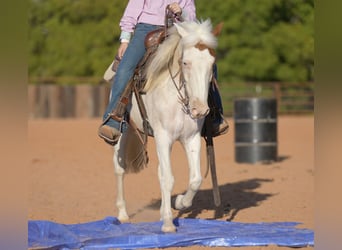 Quarter Pony, Gelding, 10 years, 13.3 hh, Pinto