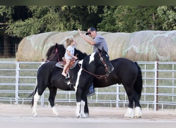 Quarter Pony Mix, Gelding, 10 years, 13.3 hh, Pinto
