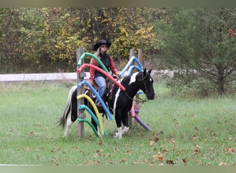 Quarter Pony Mix, Gelding, 10 years, 13.3 hh, Pinto